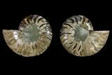 Agatized Ammonite Fossil - Crystal Filled Chambers #145933-1